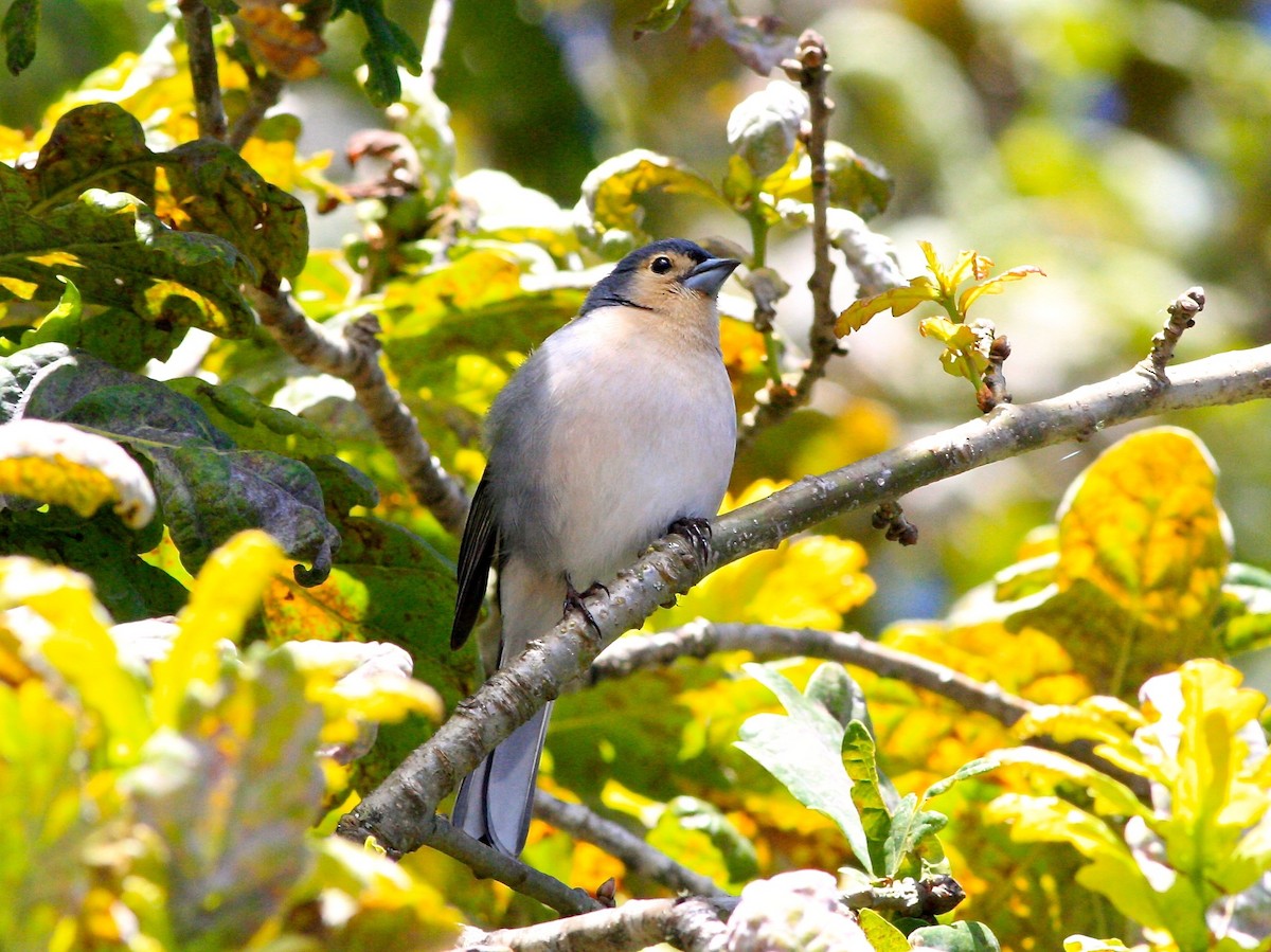 Madeira Chaffinch - Anthony Collerton