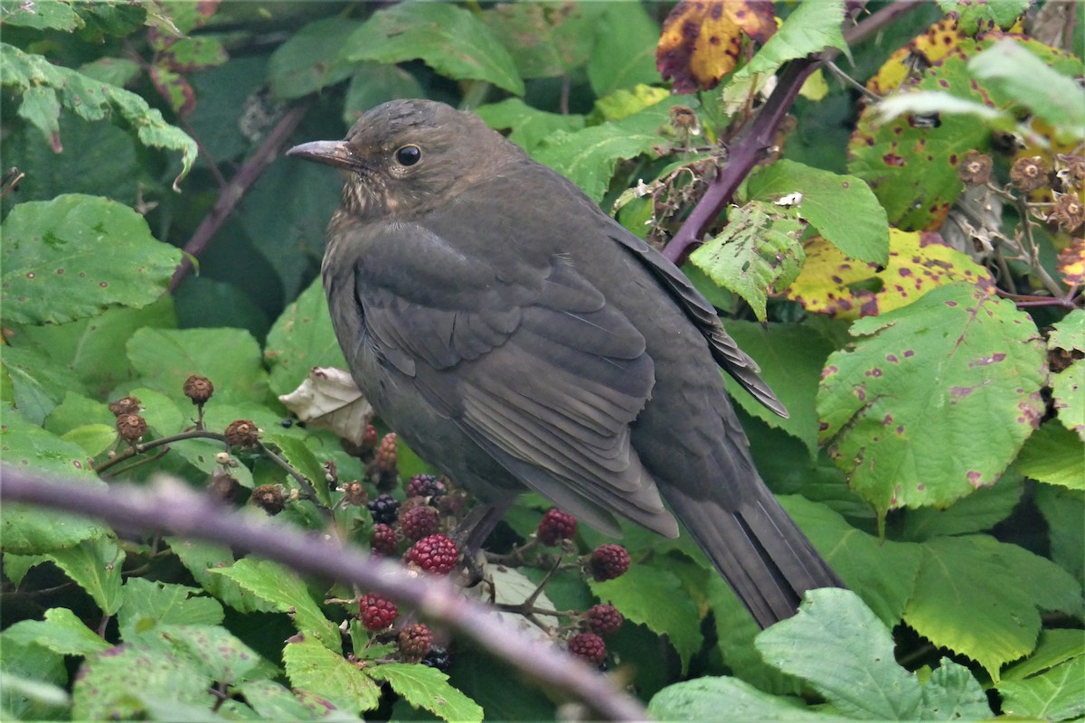 Eurasian Blackbird - ML386010571