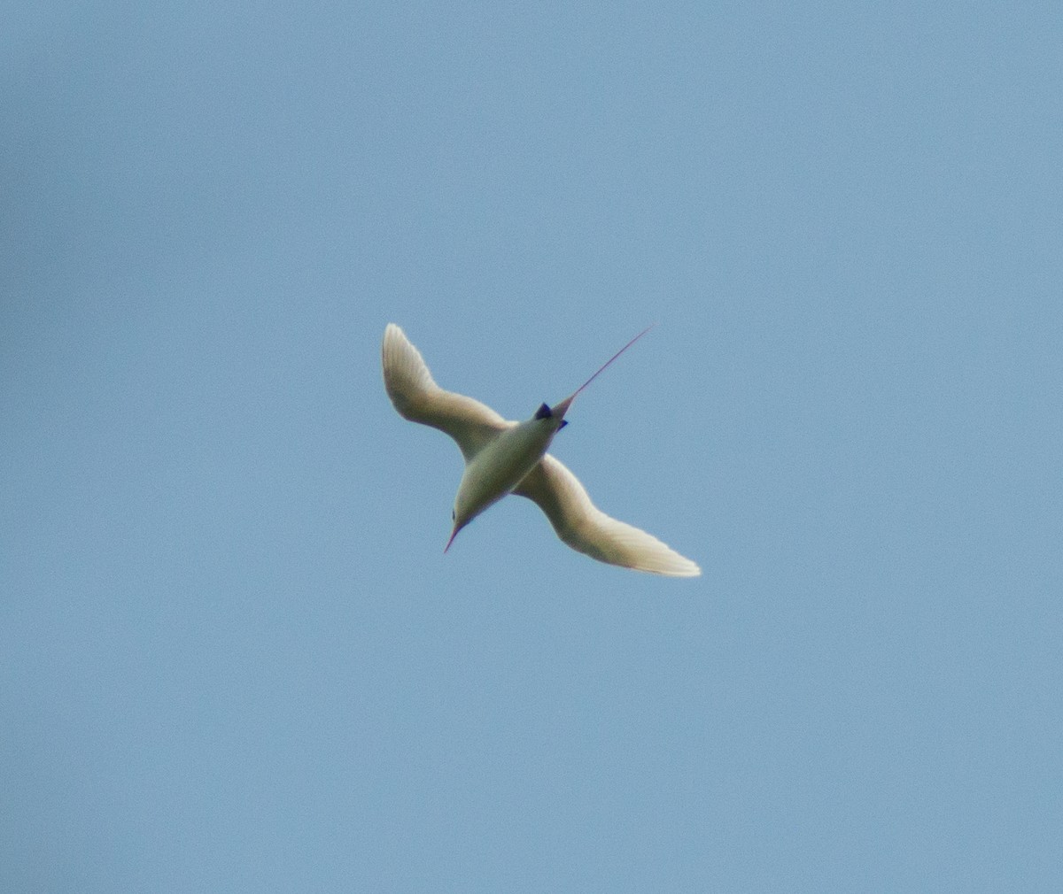 Red-tailed Tropicbird - ML386013131