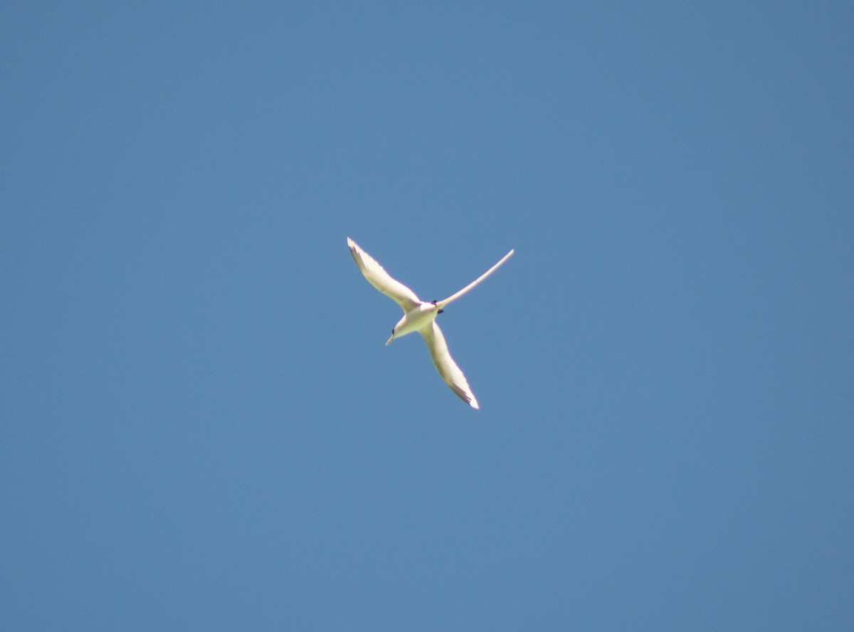 White-tailed Tropicbird (Pacific) - ML386013221
