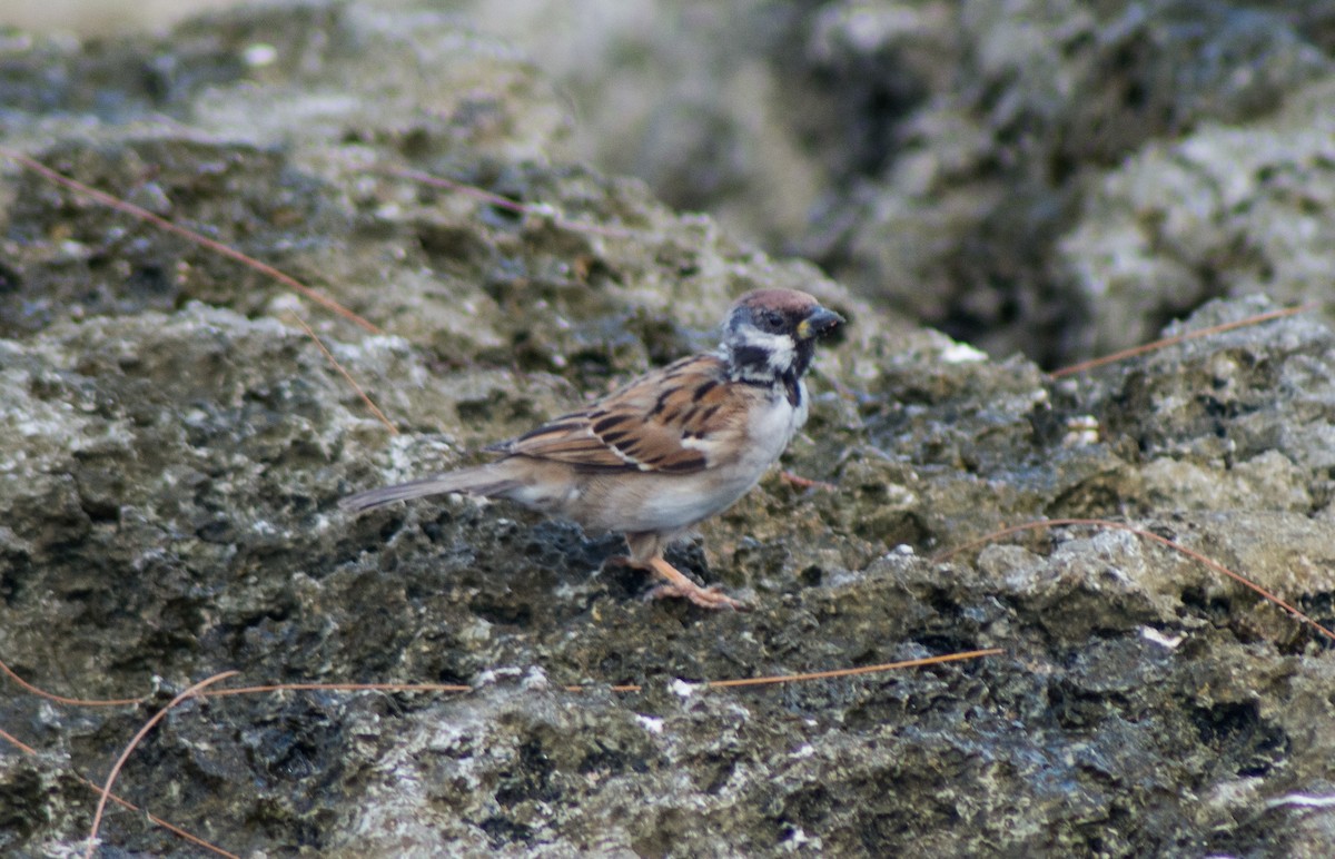 Eurasian Tree Sparrow - Trenton Voytko