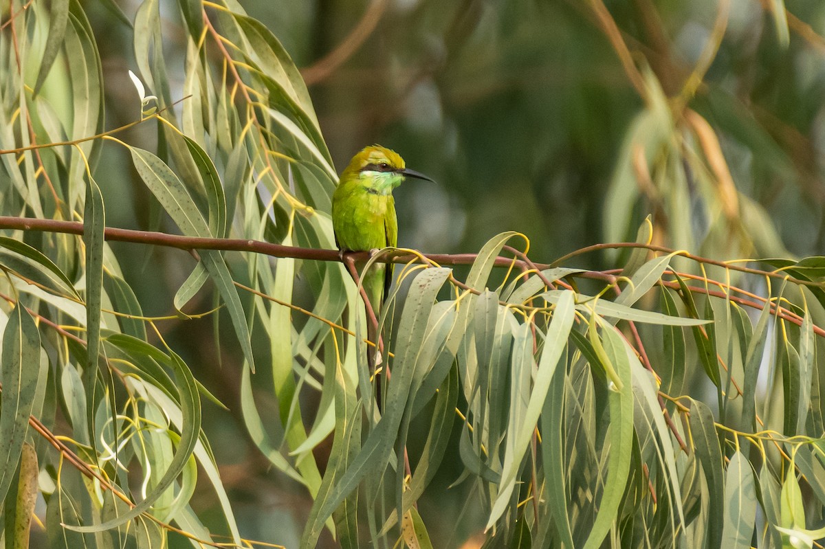Asian Green Bee-eater - ML386015641