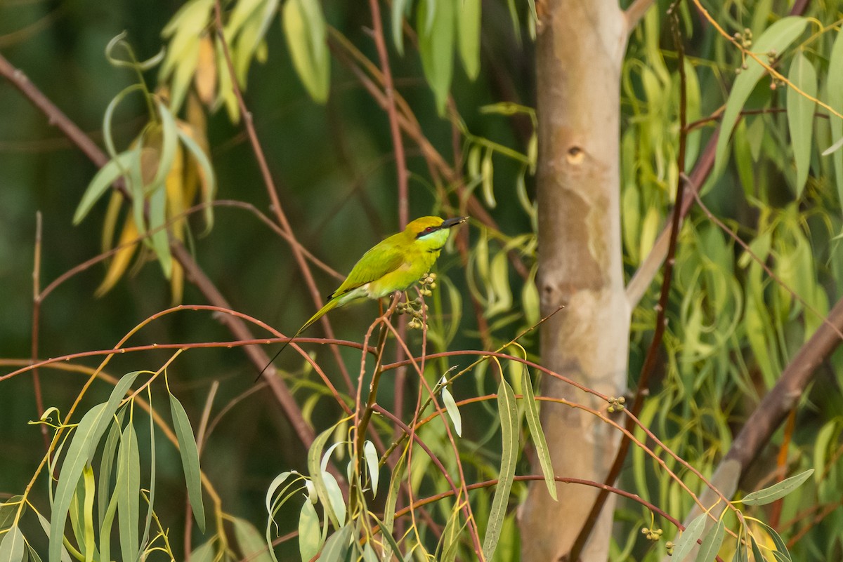 Asian Green Bee-eater - ML386015651