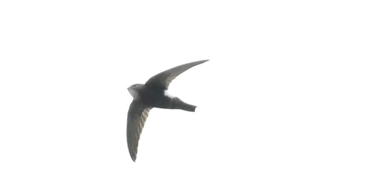 House Swift - ely what