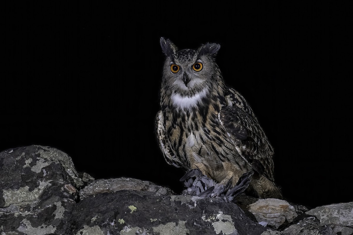 Eurasian Eagle-Owl - ML386018541