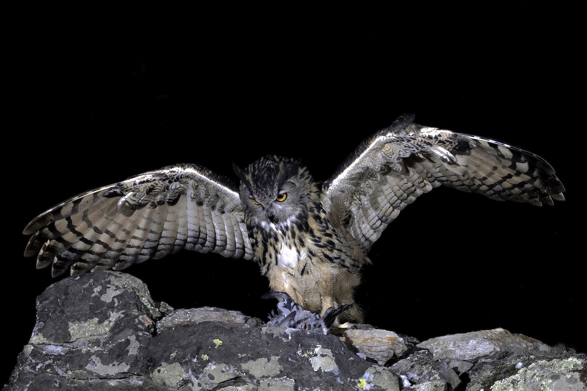 Eurasian Eagle-Owl - ML386018751
