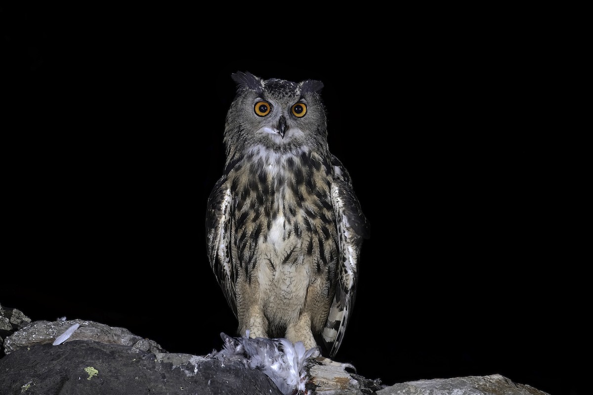 Eurasian Eagle-Owl - ML386018761