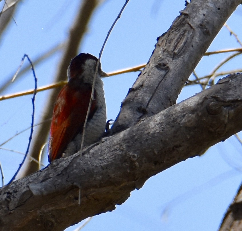 Scarlet-backed Woodpecker - ML38602301