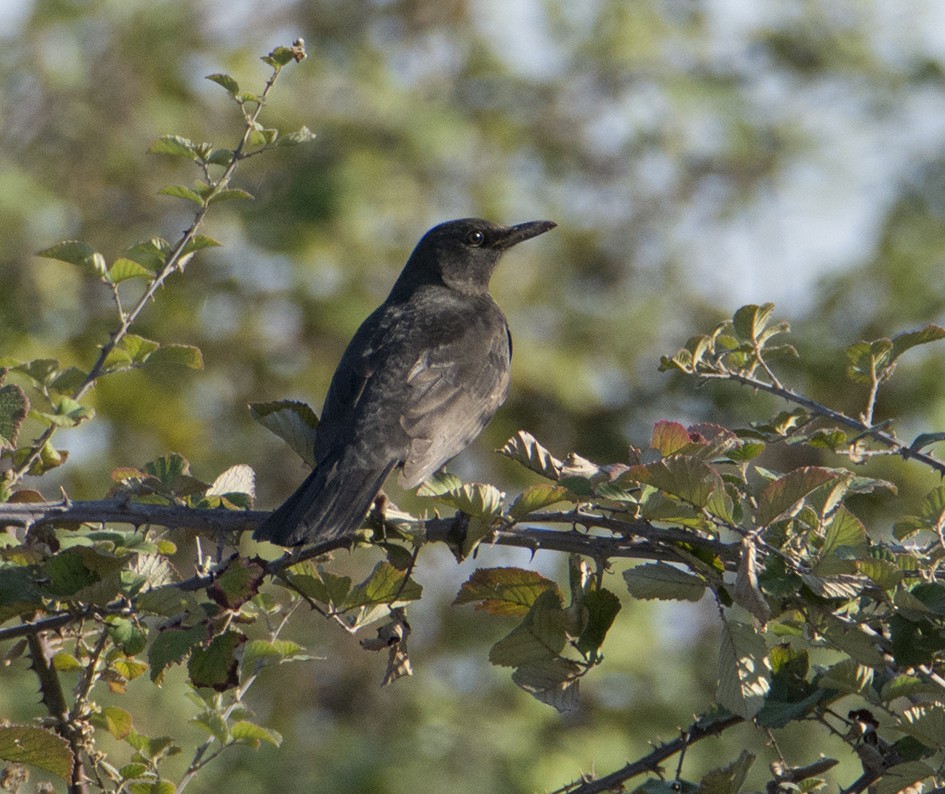 Eurasian Blackbird - Giota Bourneli