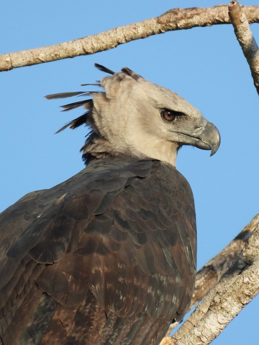 Harpy Eagle - Pousada Aguapé, MS Pantanal