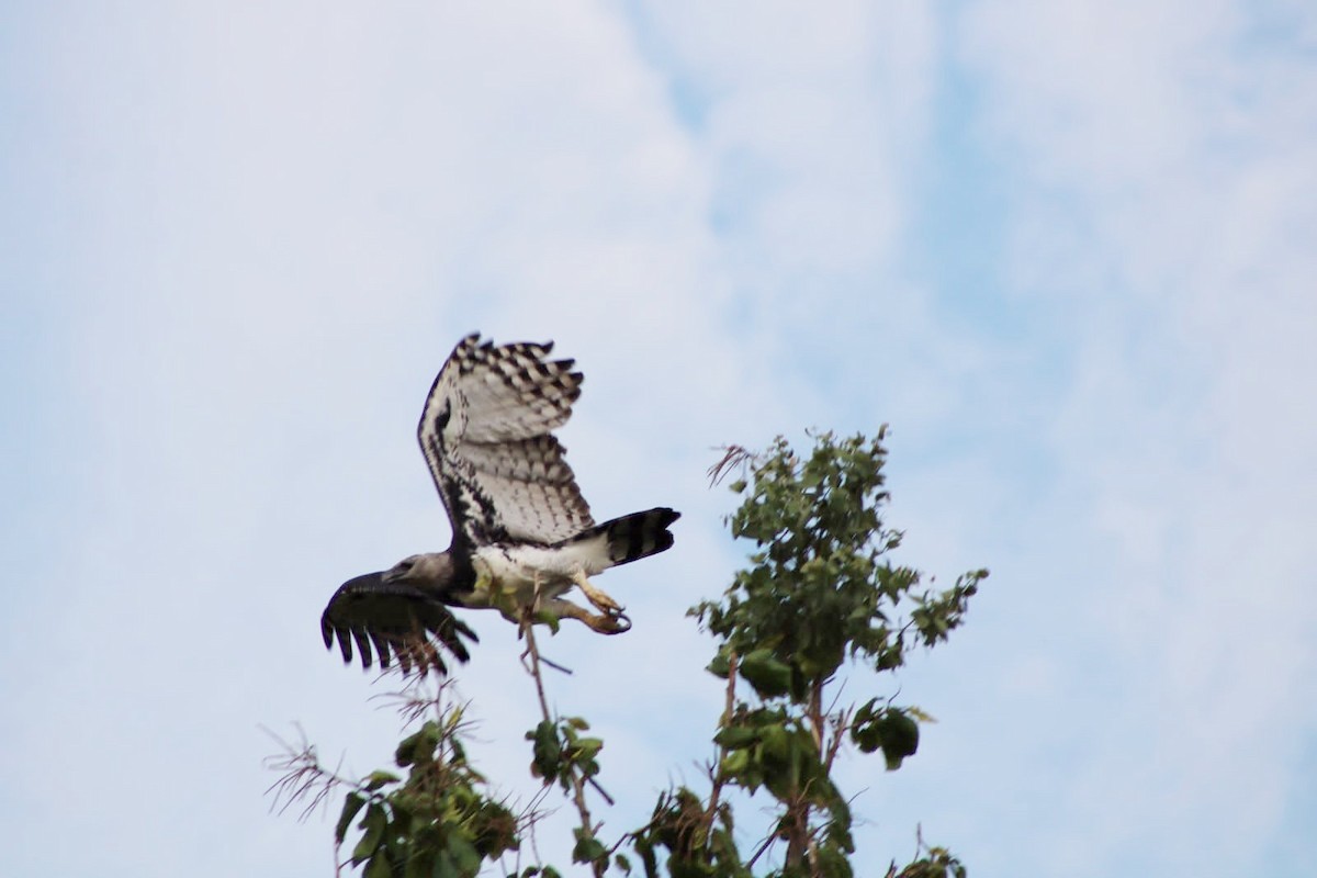 Harpy Eagle - Pousada Aguapé, MS Pantanal