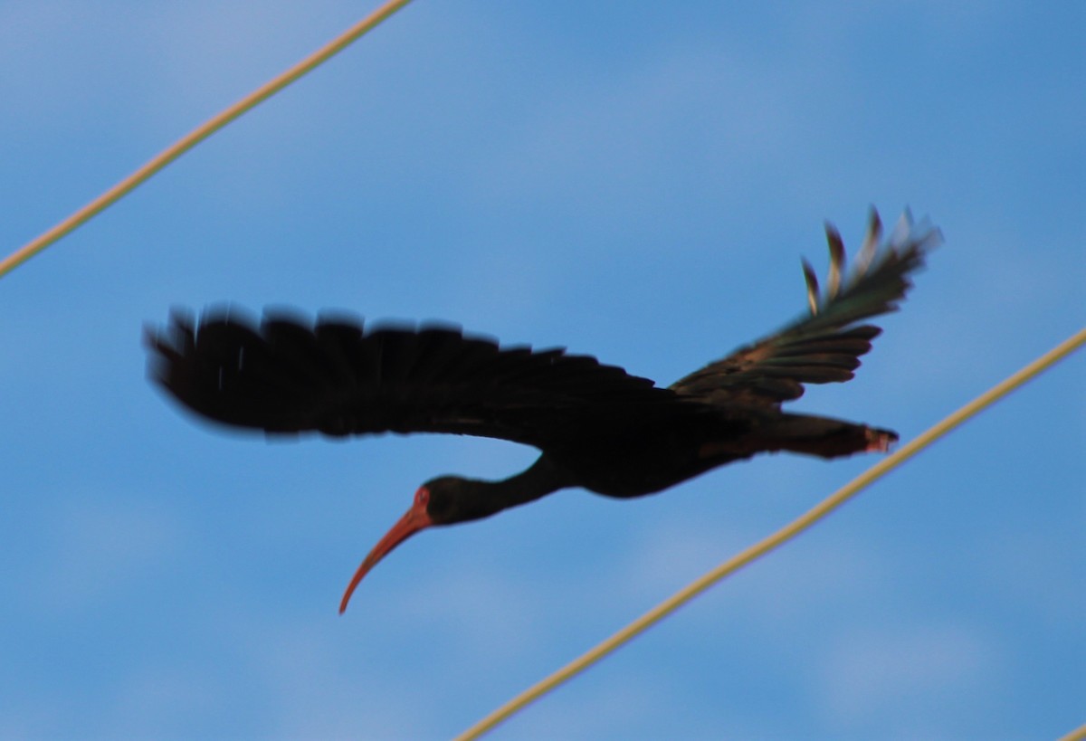 ibis tmavý - ML386032381