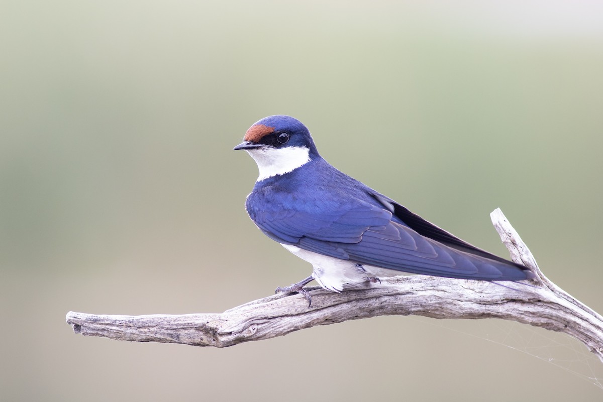 White-throated Swallow - Graeme Hatley