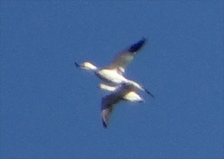 Ross's Goose, ML38603881