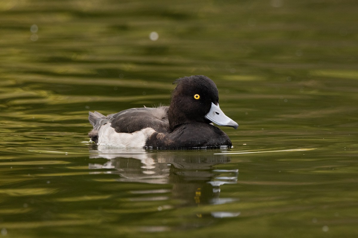 Tufted Duck - ML386042791
