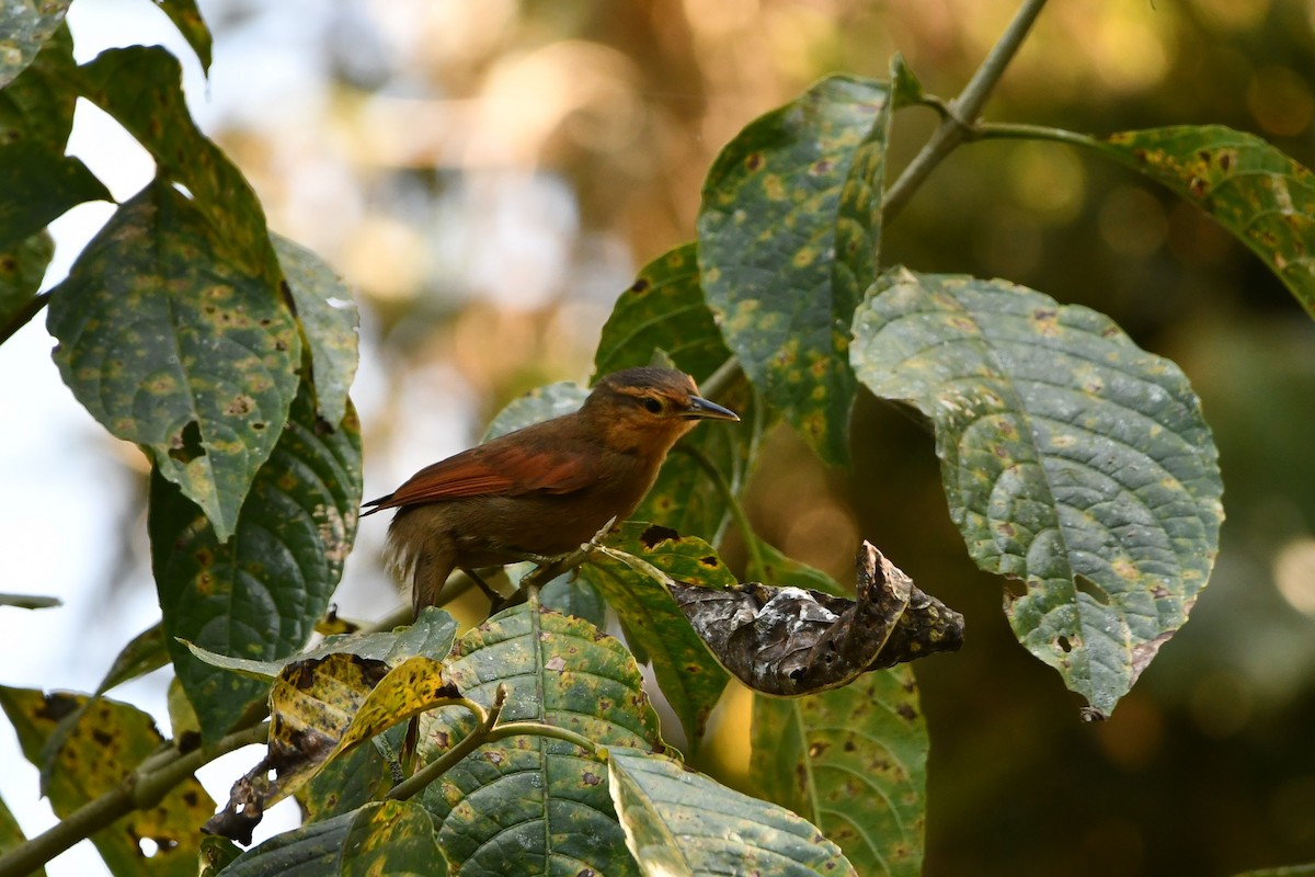 Buff-fronted Foliage-gleaner - Jérémy Dupuy