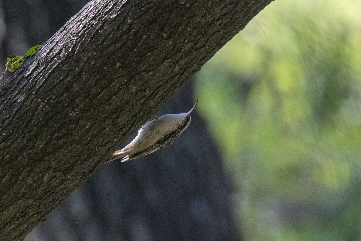 Bar-tailed Treecreeper - Abbas Rizvi