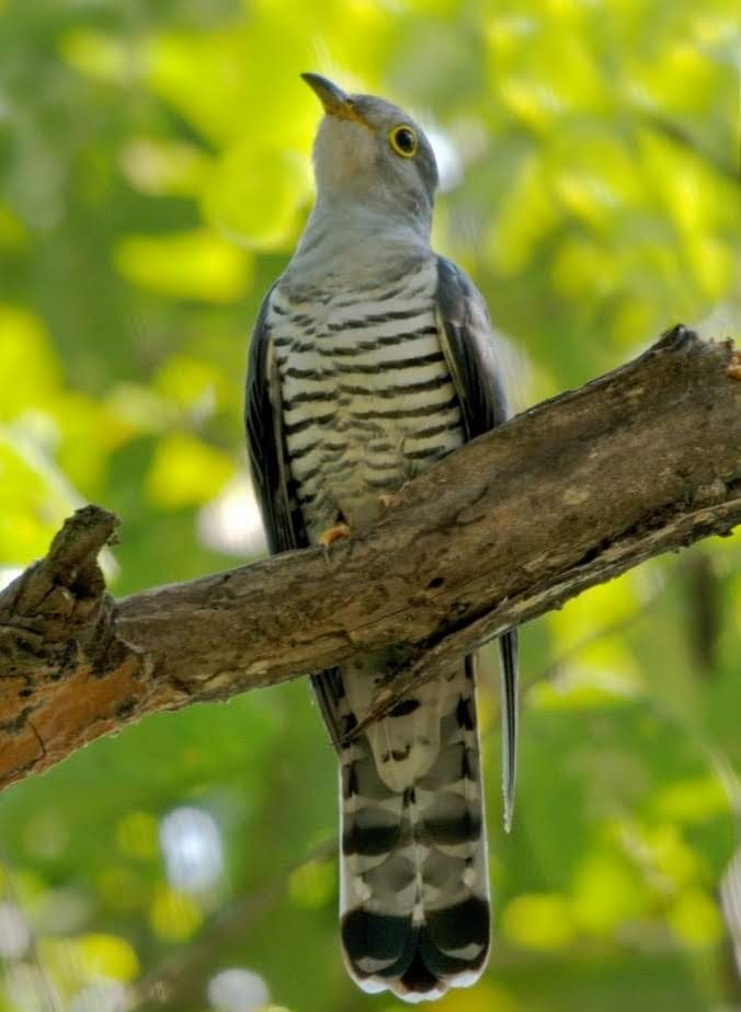 Indian Cuckoo - ML386046341