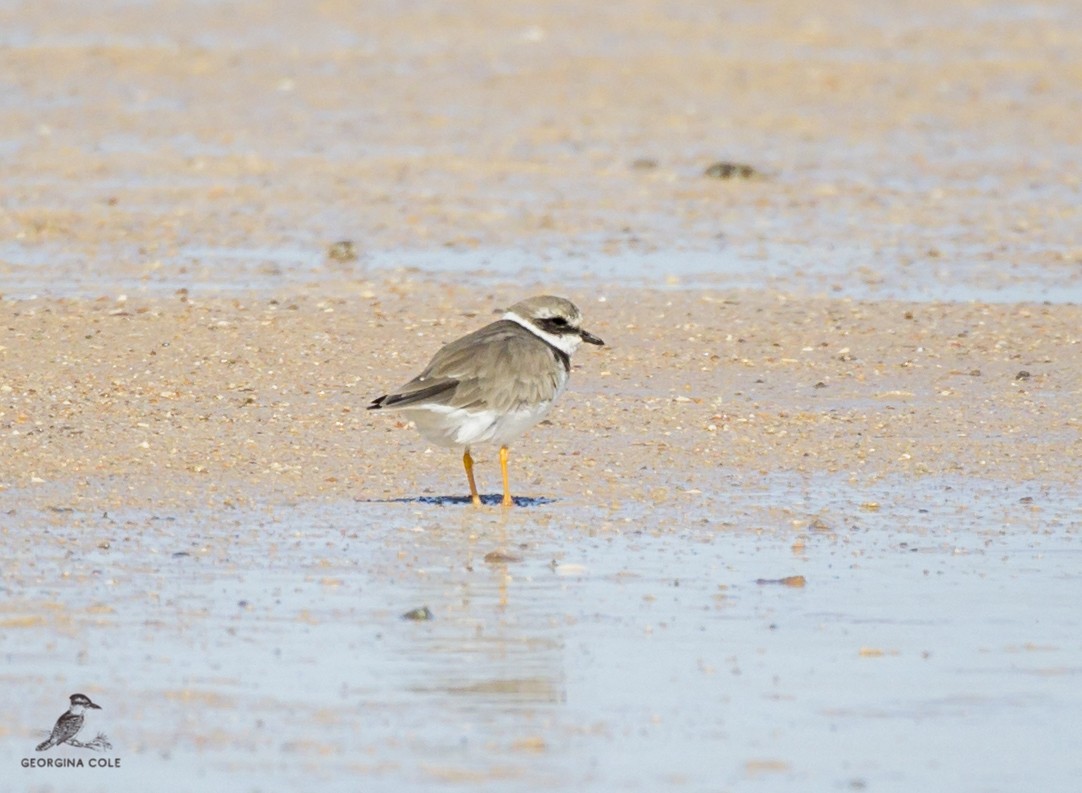 Common Ringed Plover - ML386046641