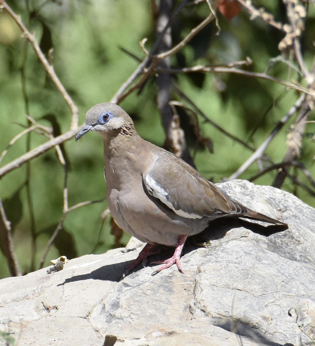 West Peruvian Dove - ML38605471