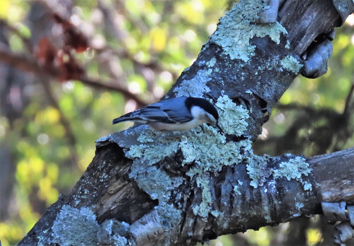 White-breasted Nuthatch - ML386059241