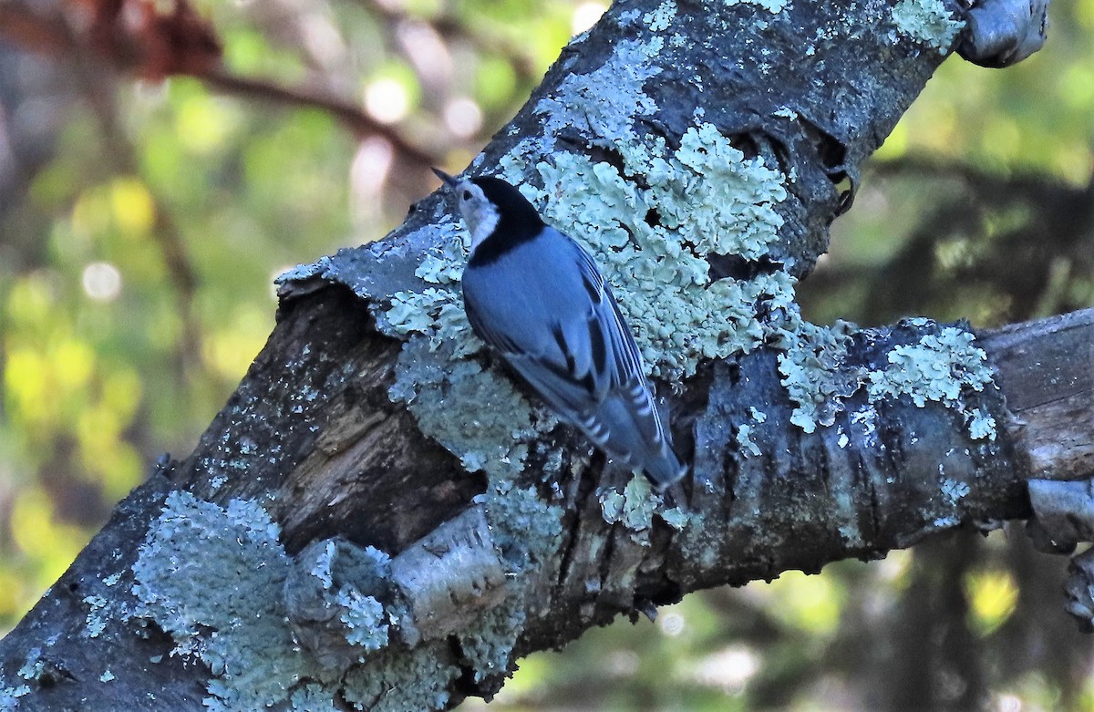 White-breasted Nuthatch - ML386059301