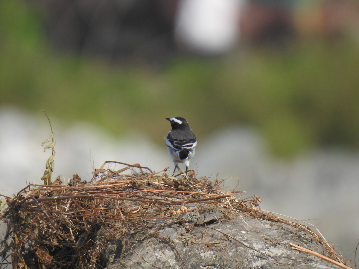 White-browed Wagtail - ML386075281