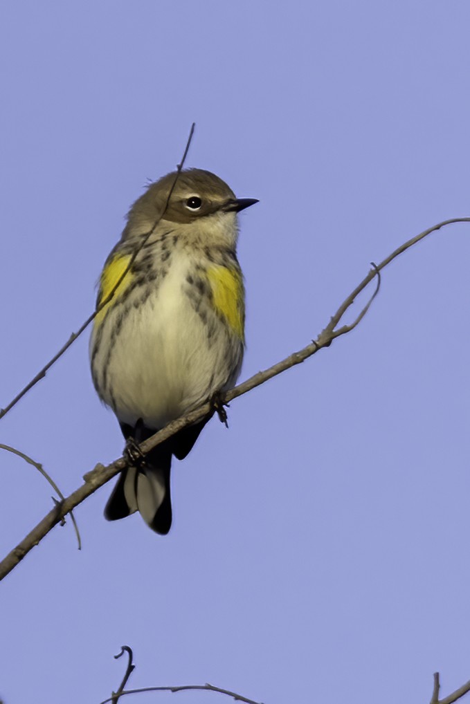 Yellow-rumped Warbler (Myrtle) - Mel Green