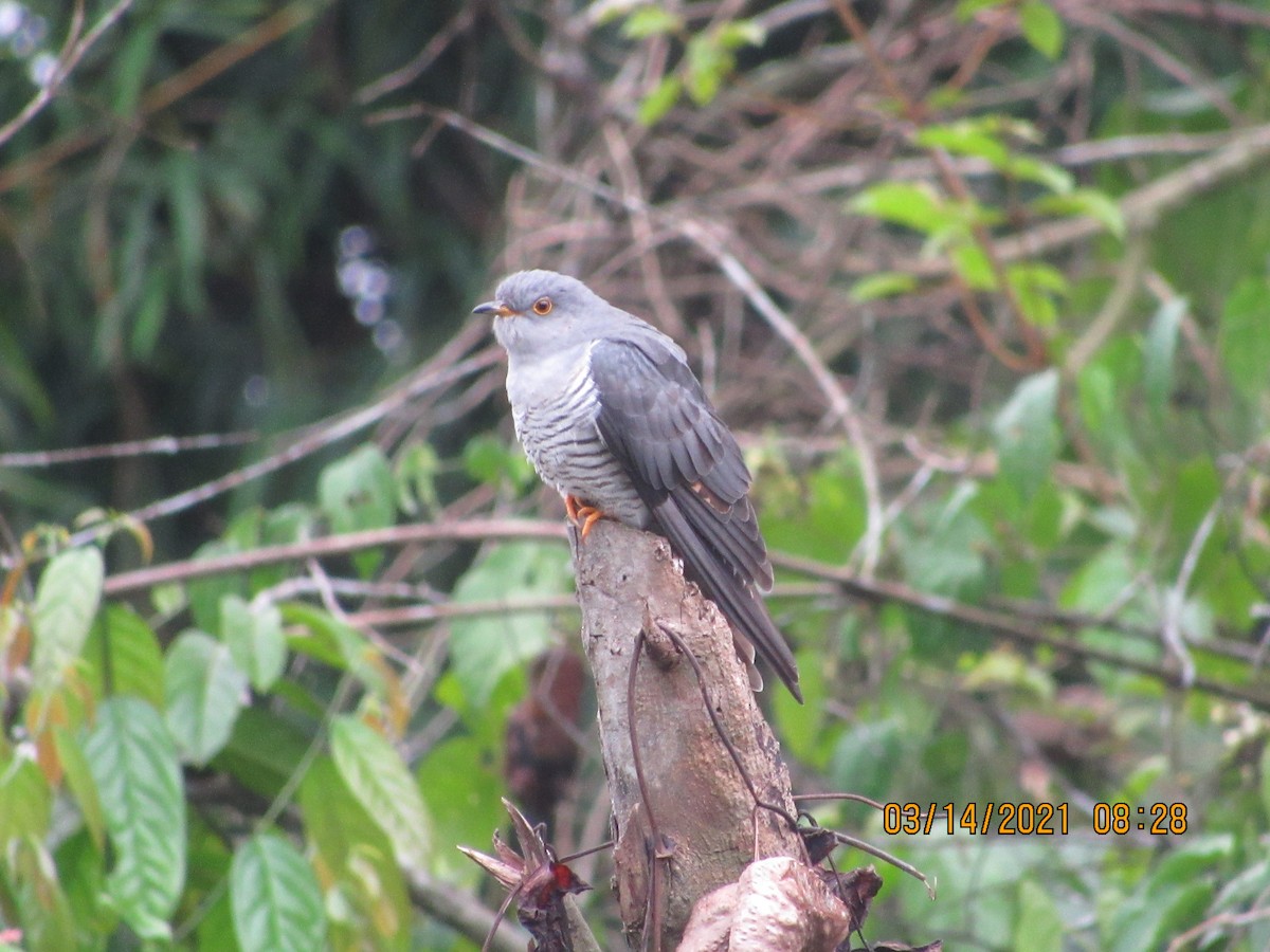 African Cuckoo - ML386076851