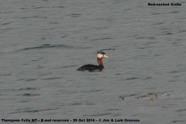 Red-necked Grebe - Jim Greaves