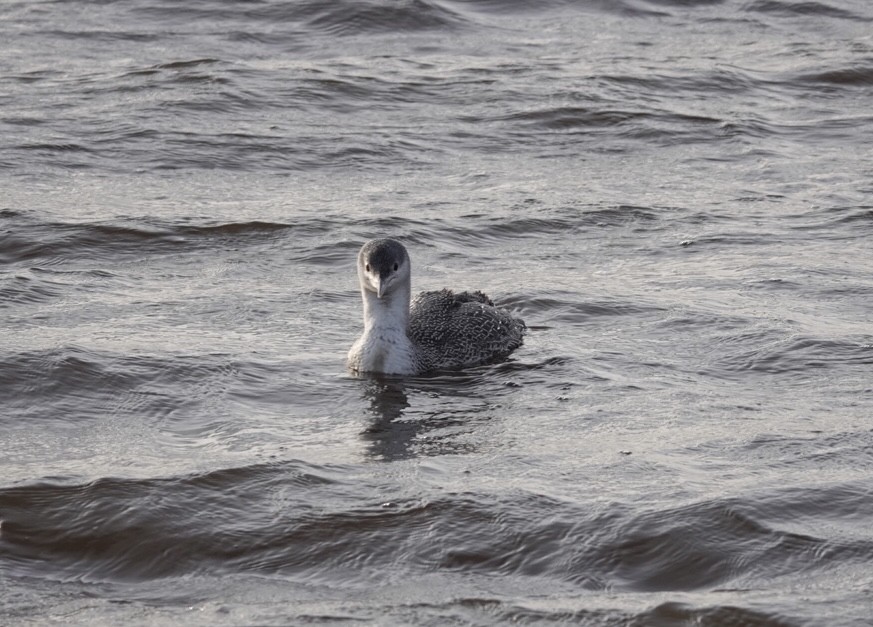 Red-throated Loon - ML386078001