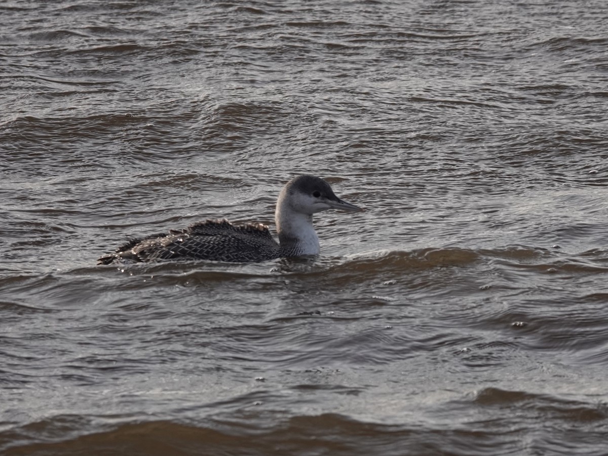 Red-throated Loon - ML386078011