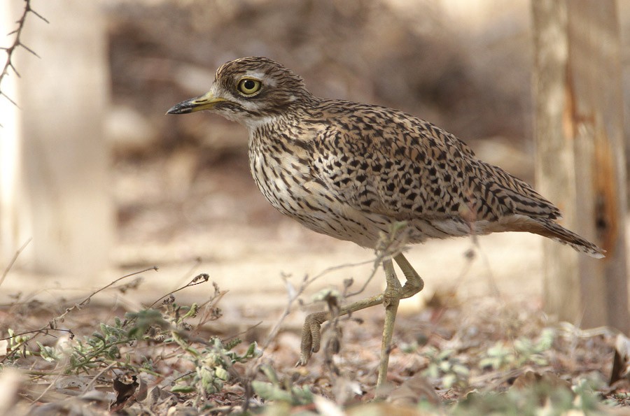 Spotted Thick-knee - ML386078641