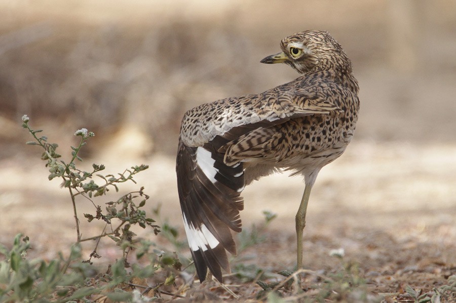 Spotted Thick-knee - ML386078651