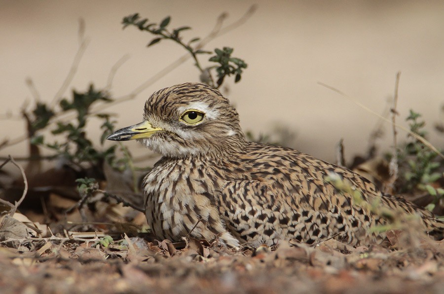 Spotted Thick-knee - ML386078661