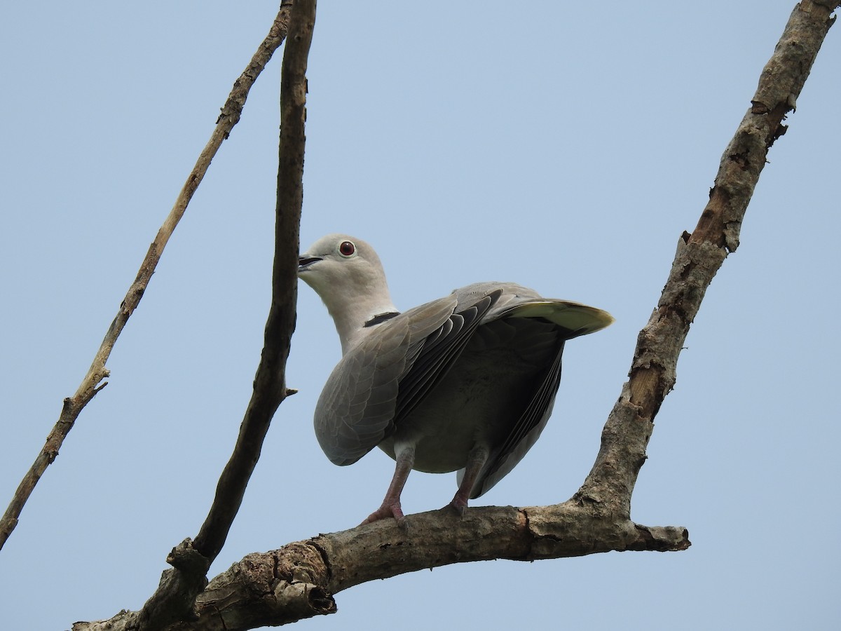 Eurasian Collared-Dove - Sandhya Lenka