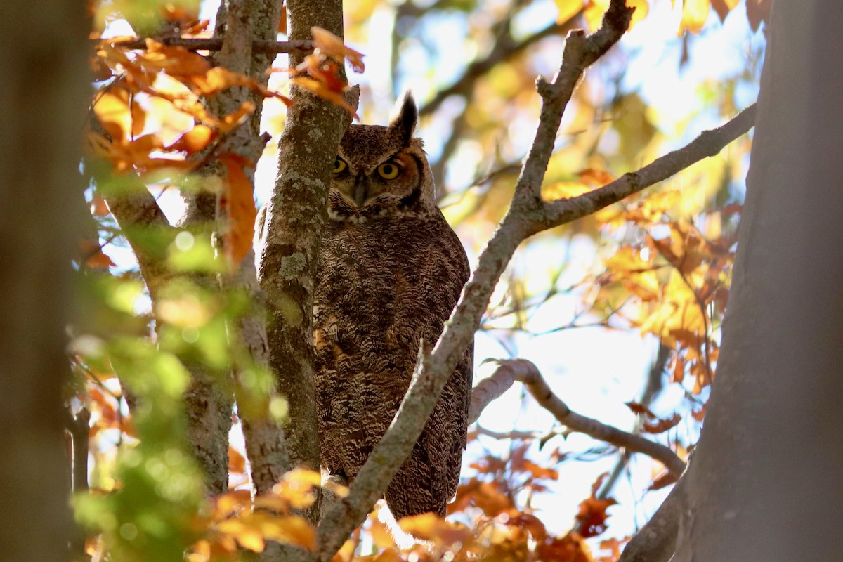 Great Horned Owl - ML386098271