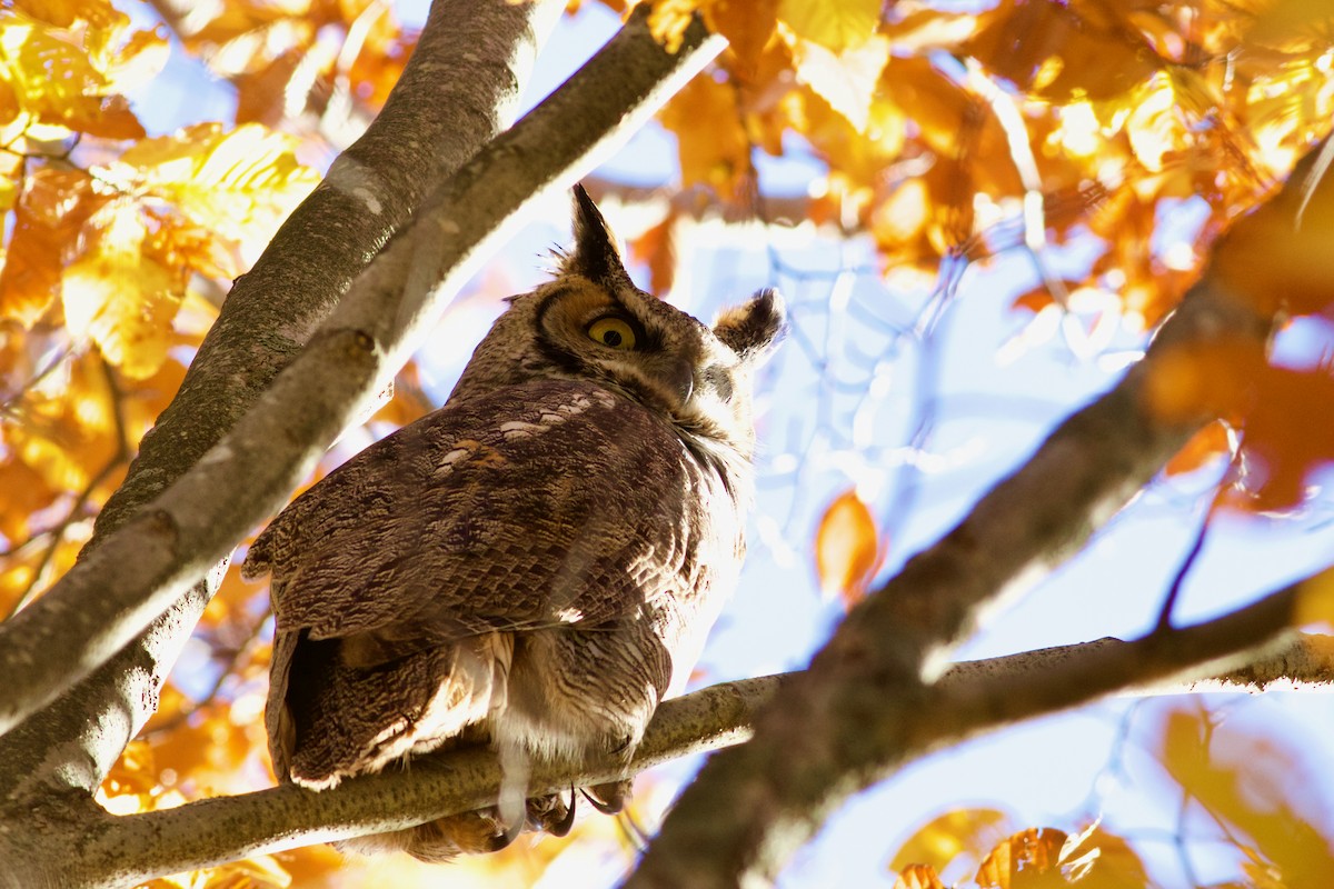 Great Horned Owl - ML386098281