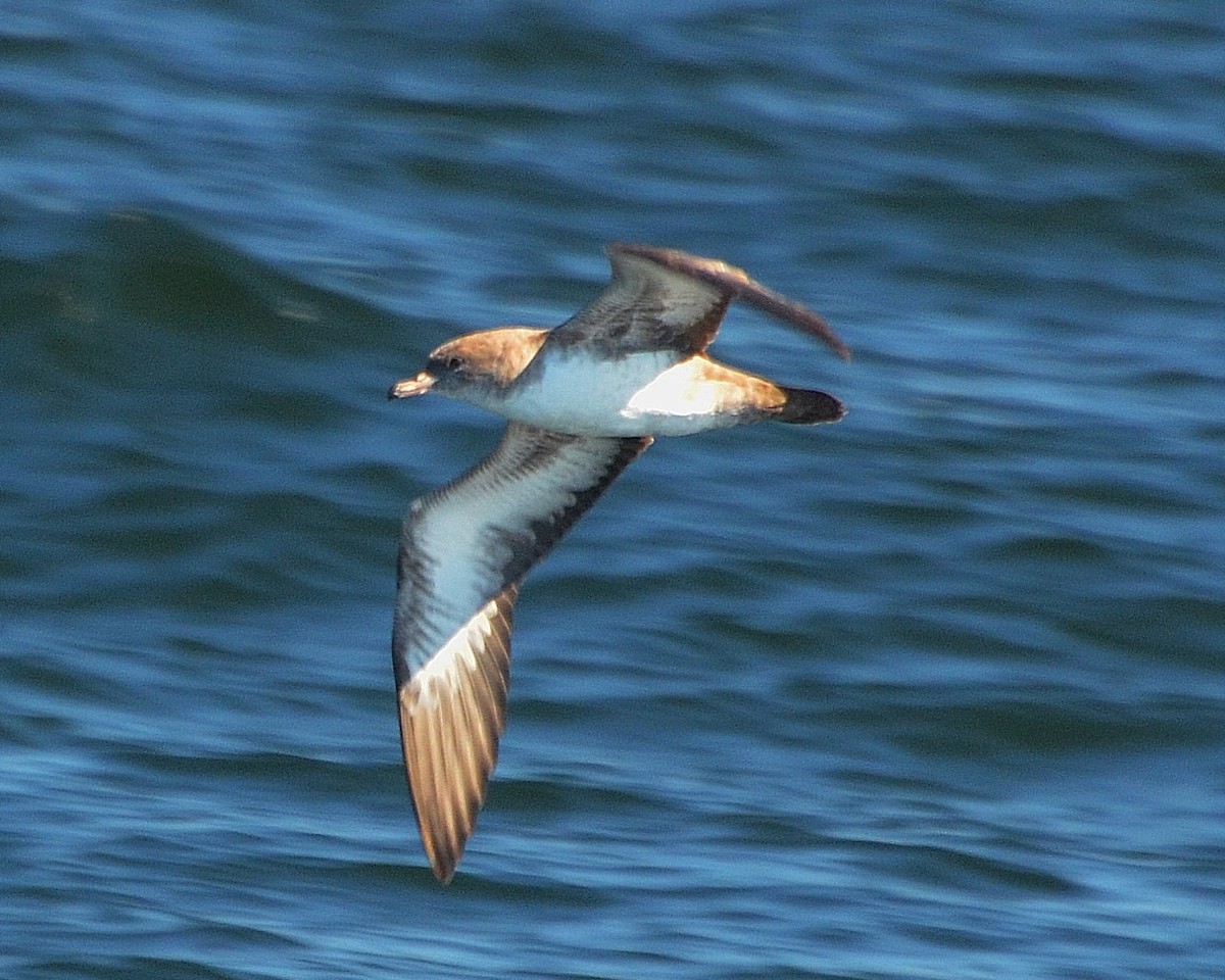 Pink-footed Shearwater - ML386098411
