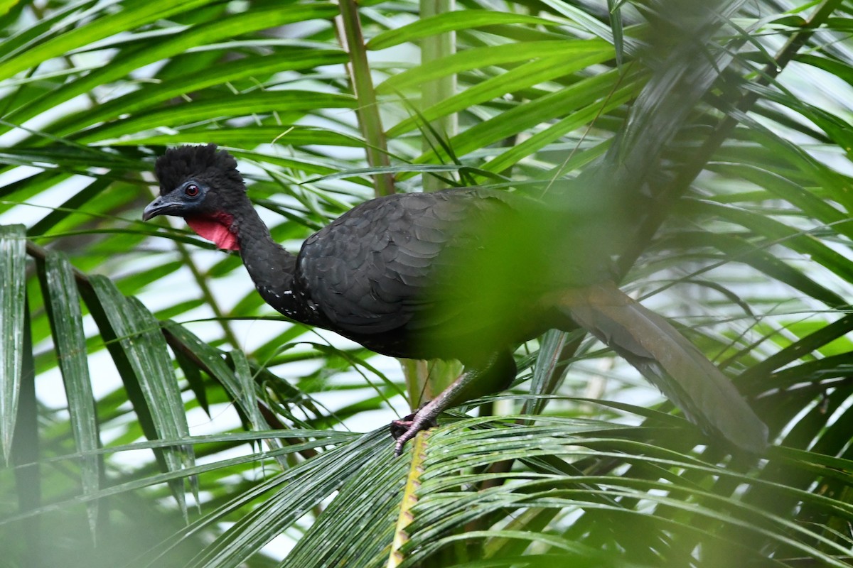 Crested Guan - ML386099131