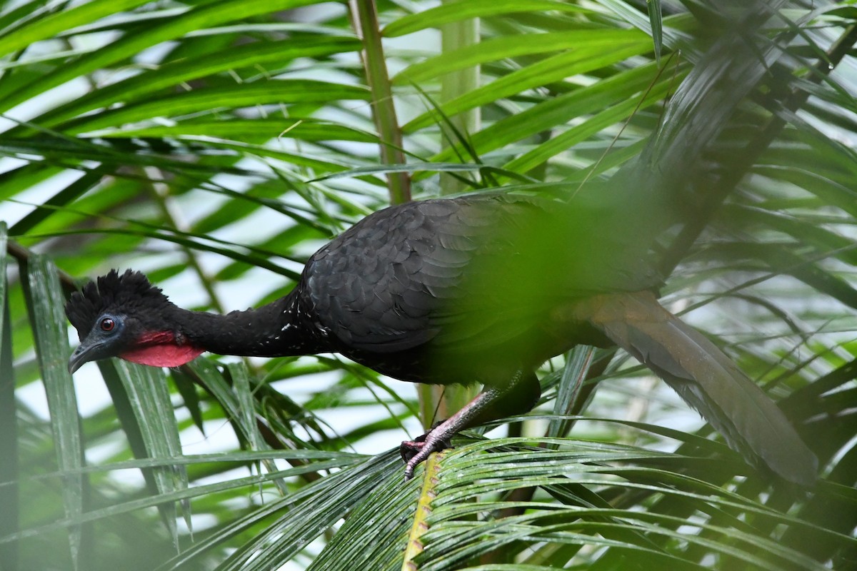 Crested Guan - ML386099151