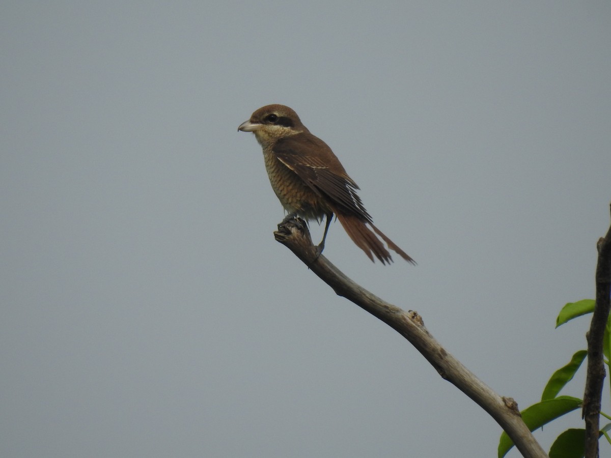 Brown Shrike - Sandhya Lenka