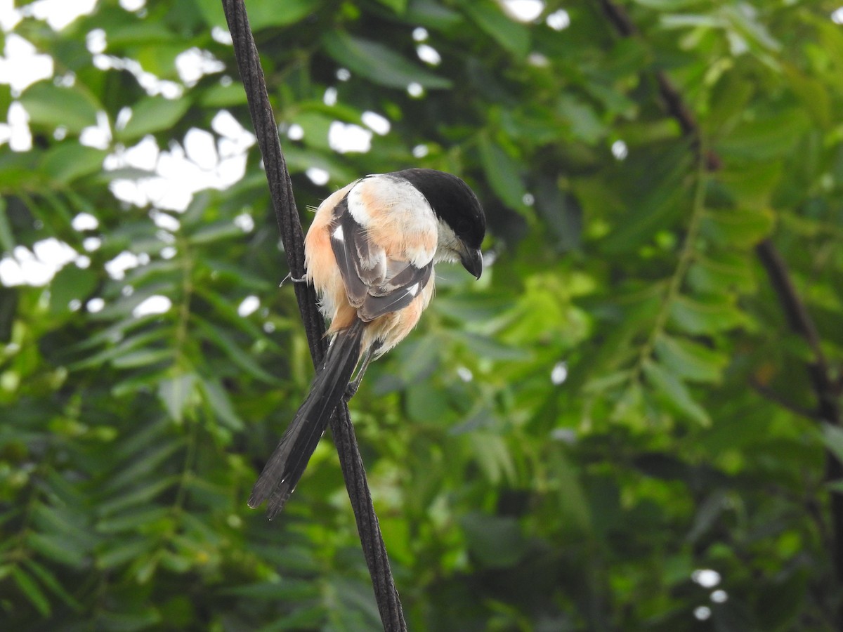 Long-tailed Shrike - Sandhya Lenka