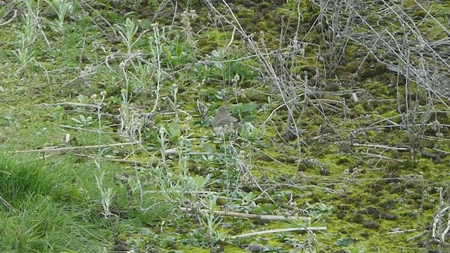 Water Pipit - ML386104971
