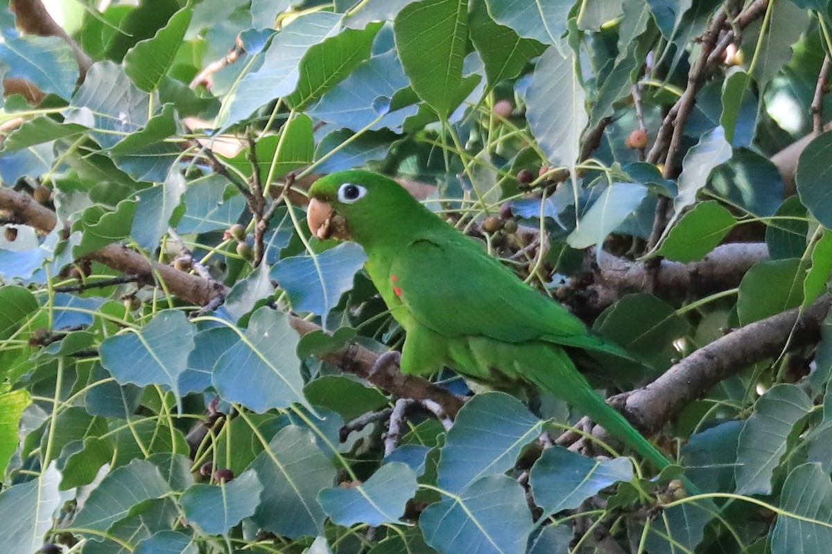 Hispaniolan Parakeet - ML386110921