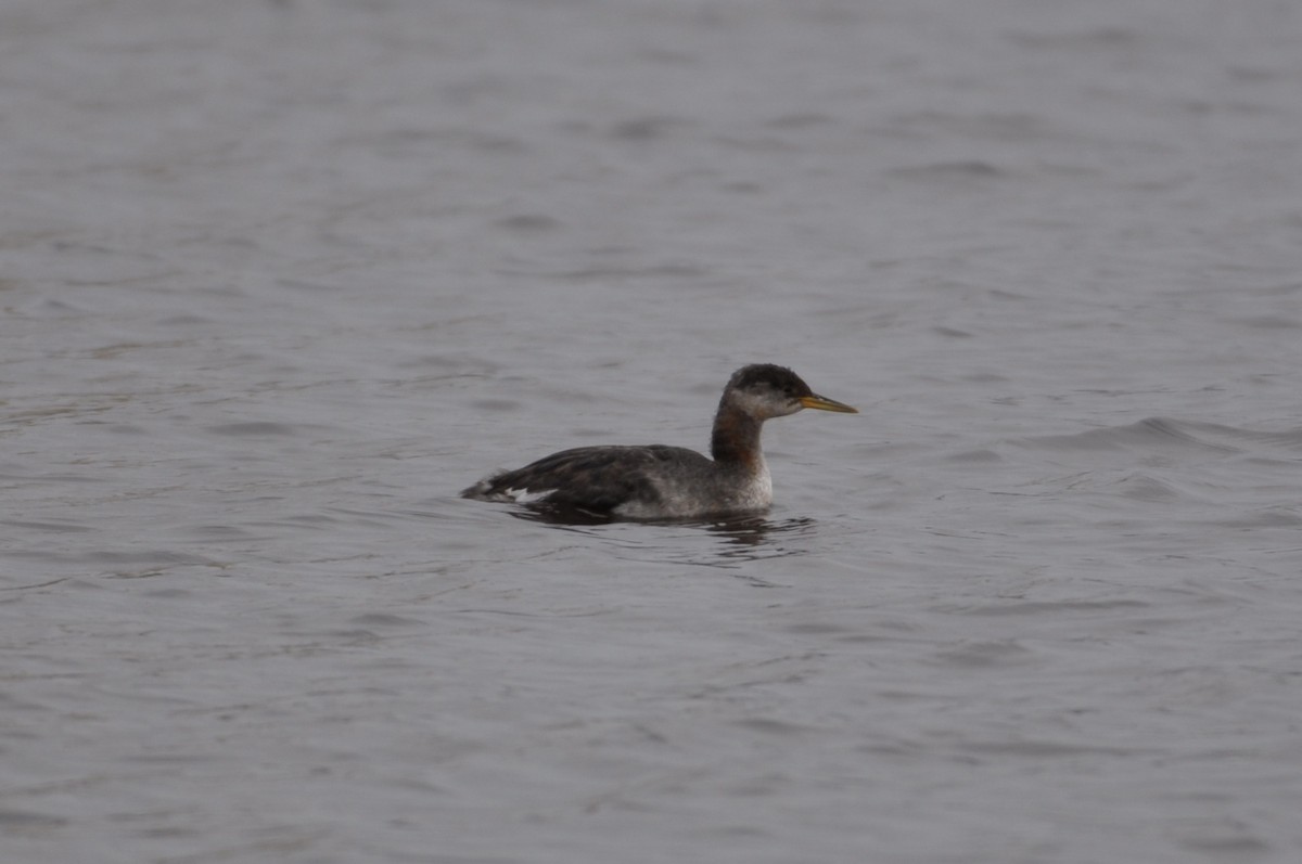 Red-necked Grebe - Ben Anderson