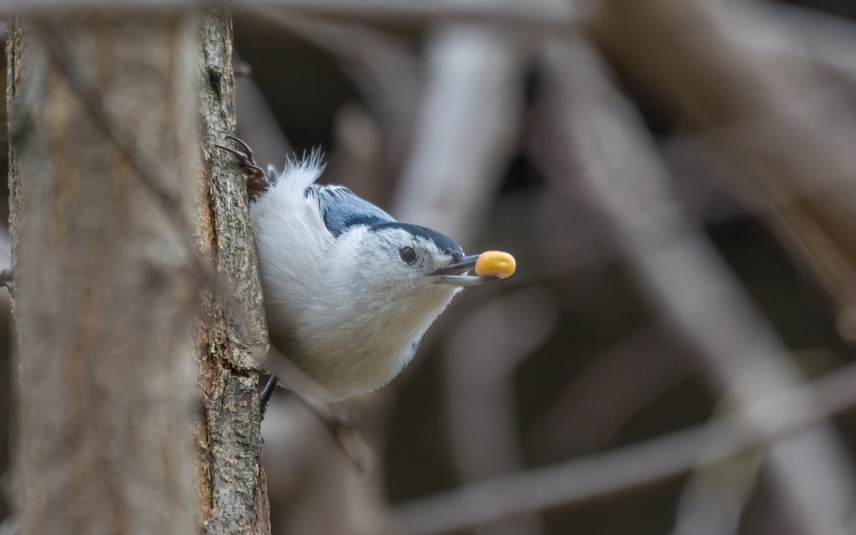 White-breasted Nuthatch - ML38611361