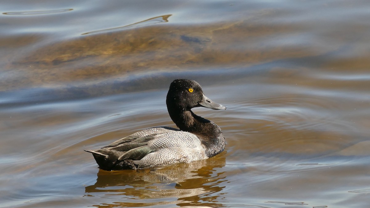 Lesser Scaup - Avery Fish