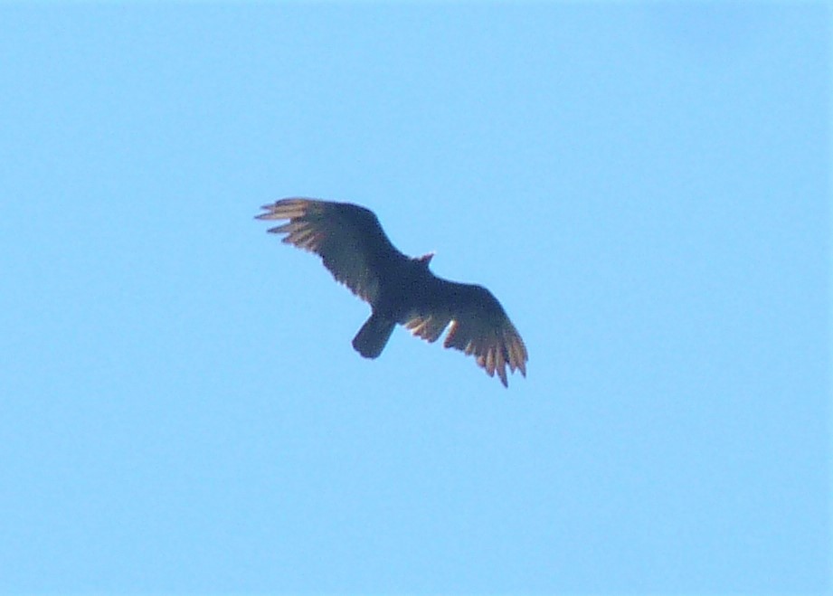 Turkey Vulture - ML386122331