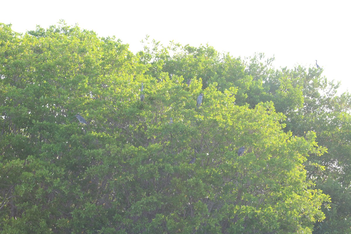 Yellow-crowned Night Heron - ML386122341